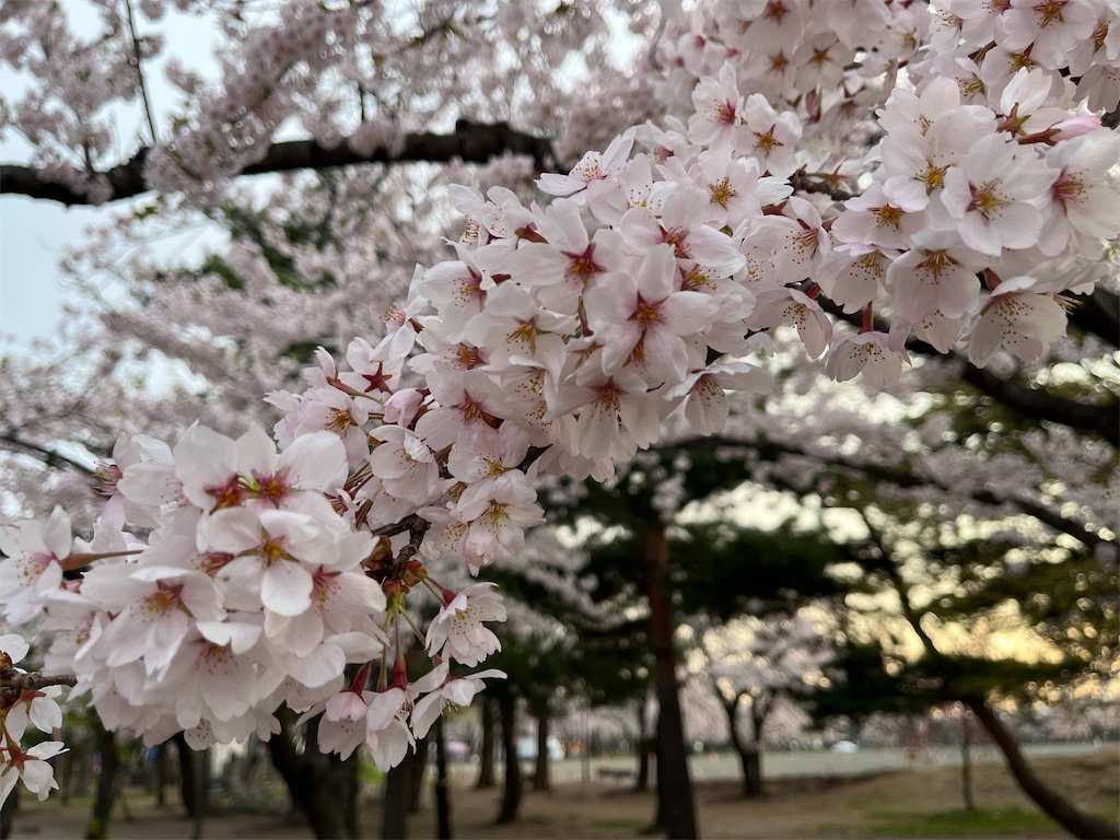 f:id:tateisu19:20220426204200j:image