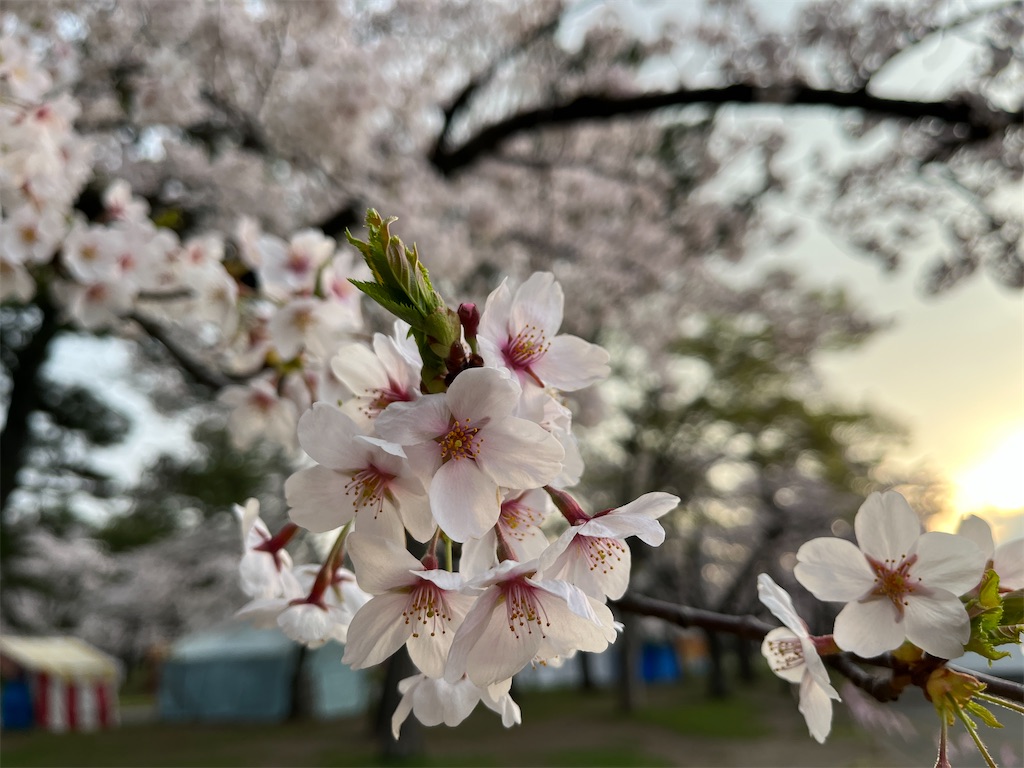 f:id:tateisu19:20220426204225j:image