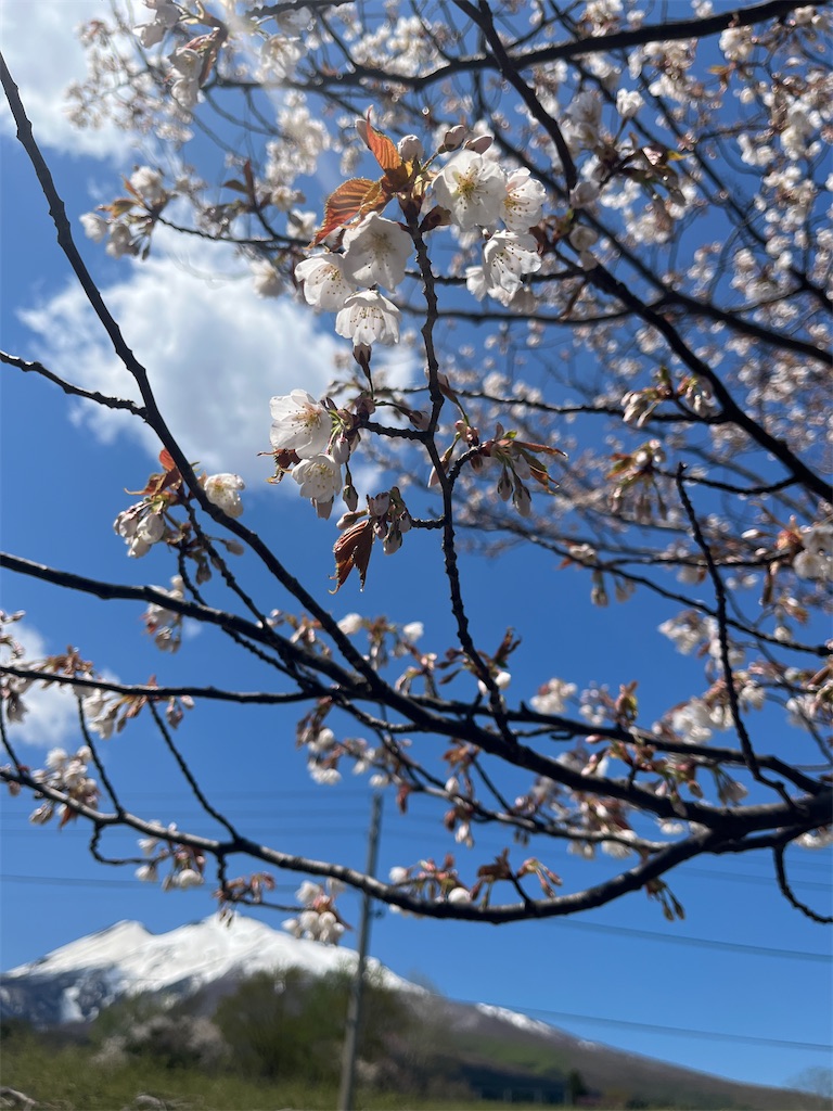 f:id:tateisu19:20220501100321j:image