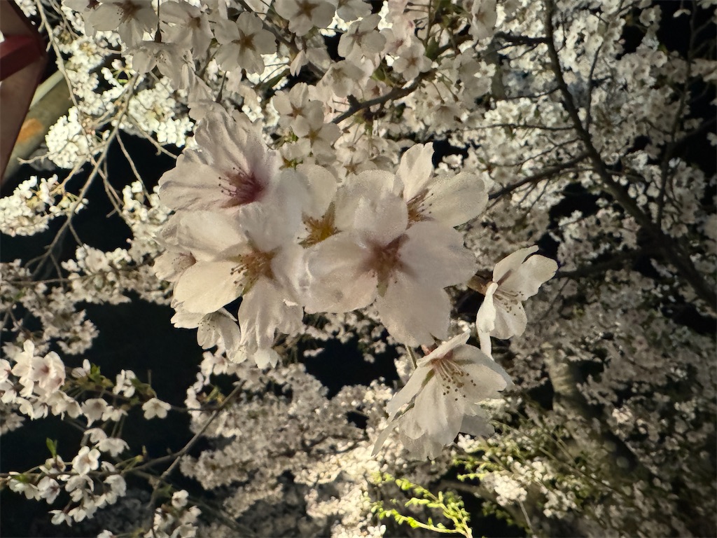 f:id:tateisu19:20240423225013j:image