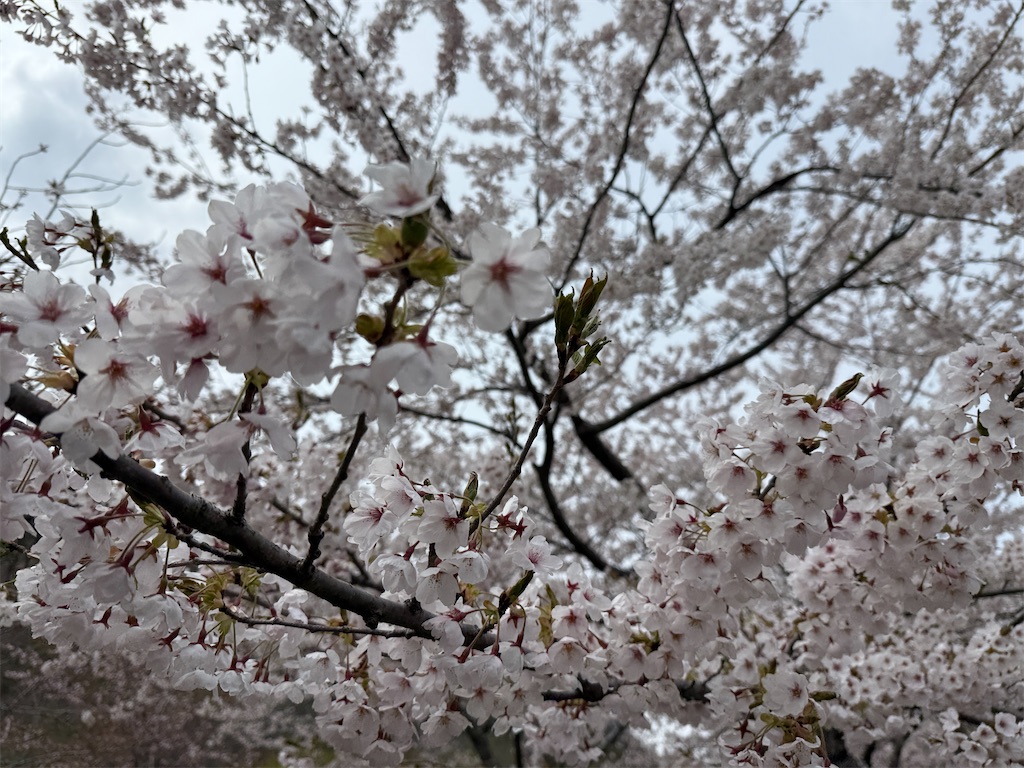 f:id:tateisu19:20250504201545j:image