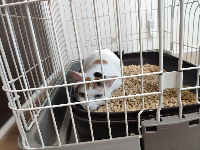f:id:tatematsu_san:20190907231626j:plain f:id:tatematsu_san:20190907231626j:plain