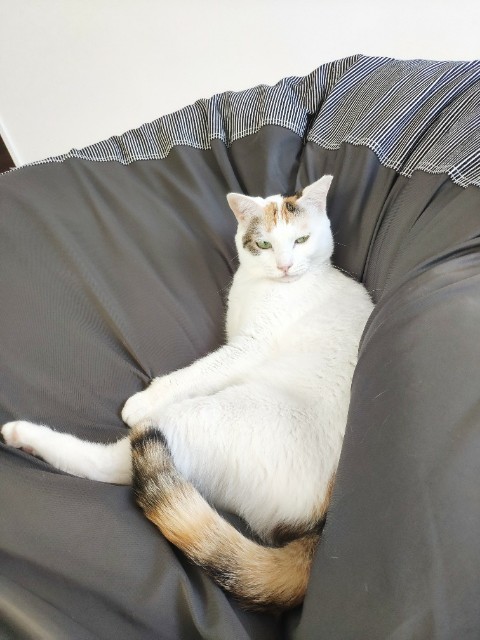 f:id:tatematsu_san:20190914123451j:plain f:id:tatematsu_san:20190914123451j:plain