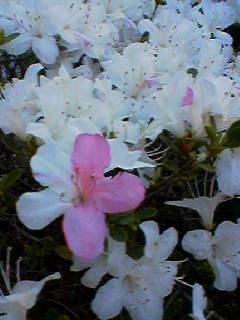 f:id:tatesemi:20070421180956j:image