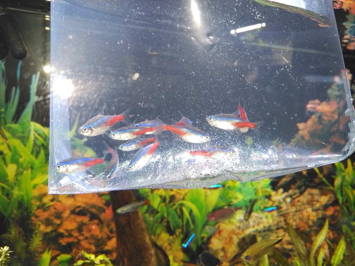 クーリーローチとは 動植物の人気 最新記事を集めました はてな