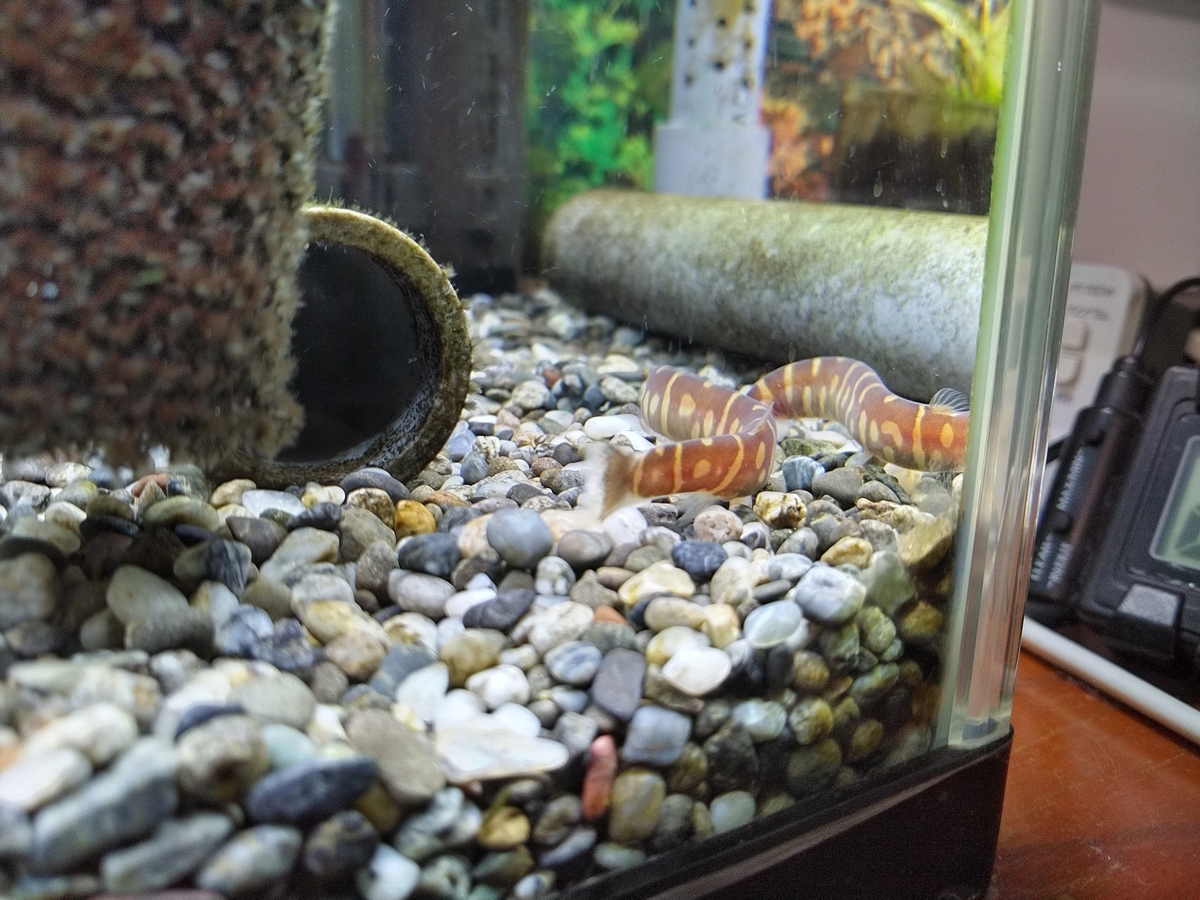 クーリーローチとは 動植物の人気 最新記事を集めました はてな