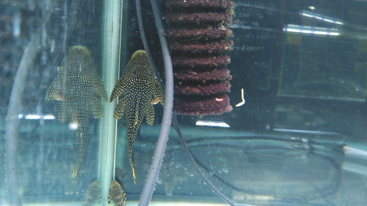 クーリーローチとは 動植物の人気 最新記事を集めました はてな
