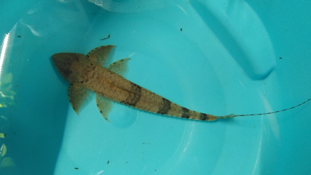 f:id:tateyama_dx:20210718222500j:plain