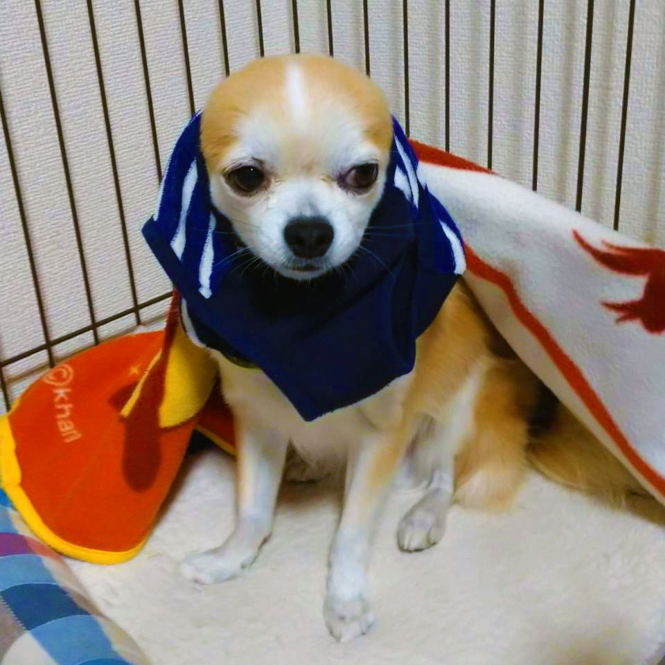 f:id:tato_lol:20210210110748j:plain