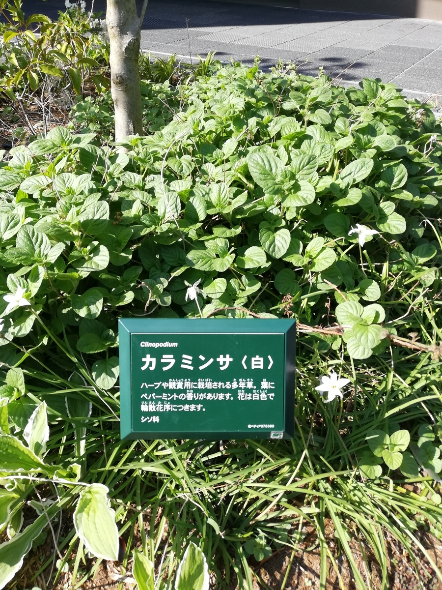 植物園 としての南町田グランベリーパーク 50種以上の植物をご案内 みんなの南町田