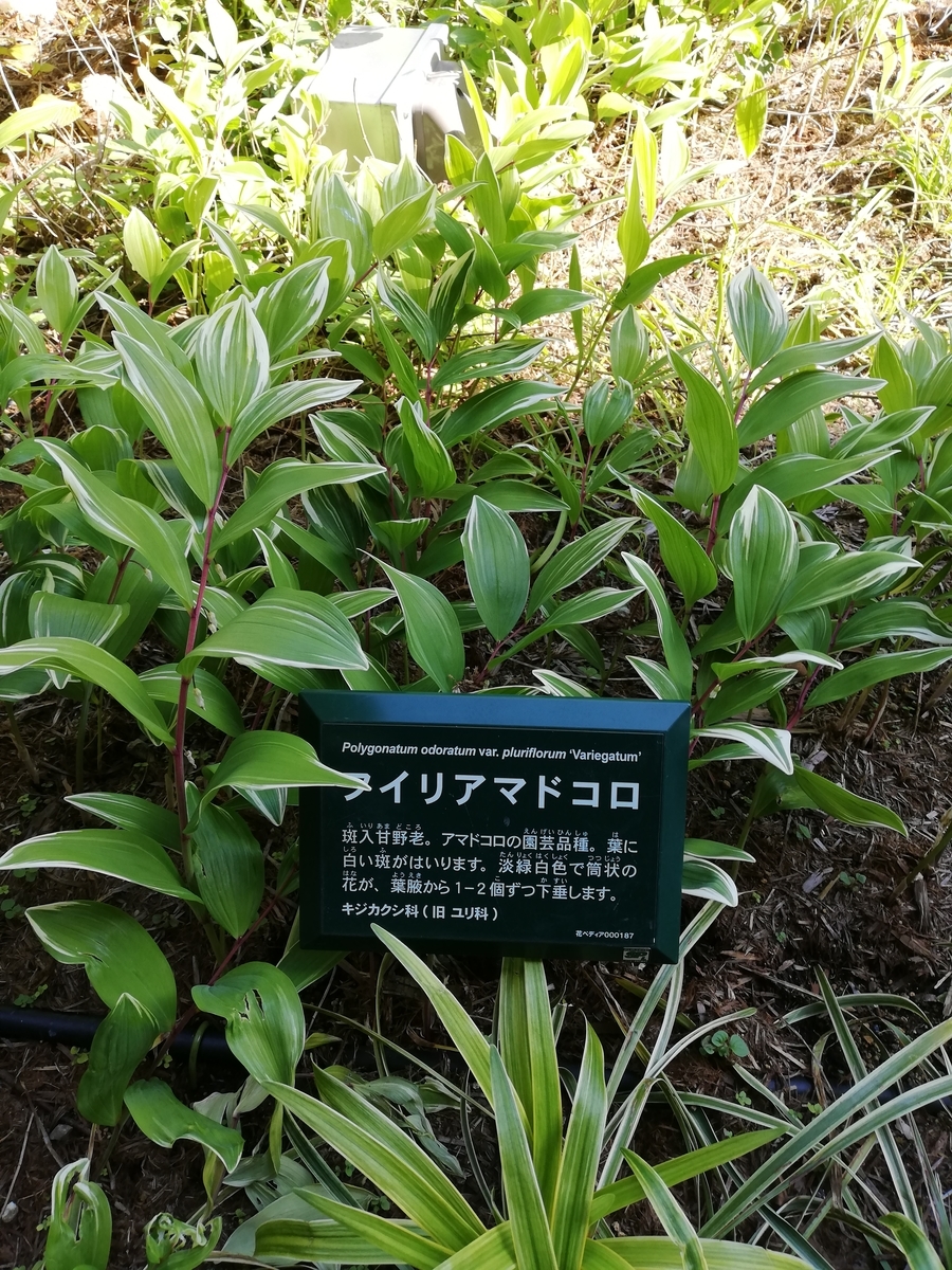 植物園 としての南町田グランベリーパーク 50種以上の植物をご案内 みんなの南町田
