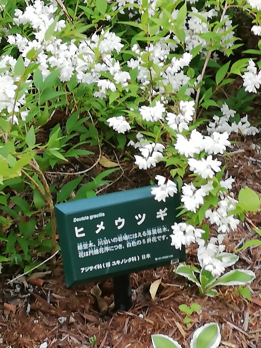 植物園 としての南町田グランベリーパーク 50種以上の植物をご案内 みんなの南町田