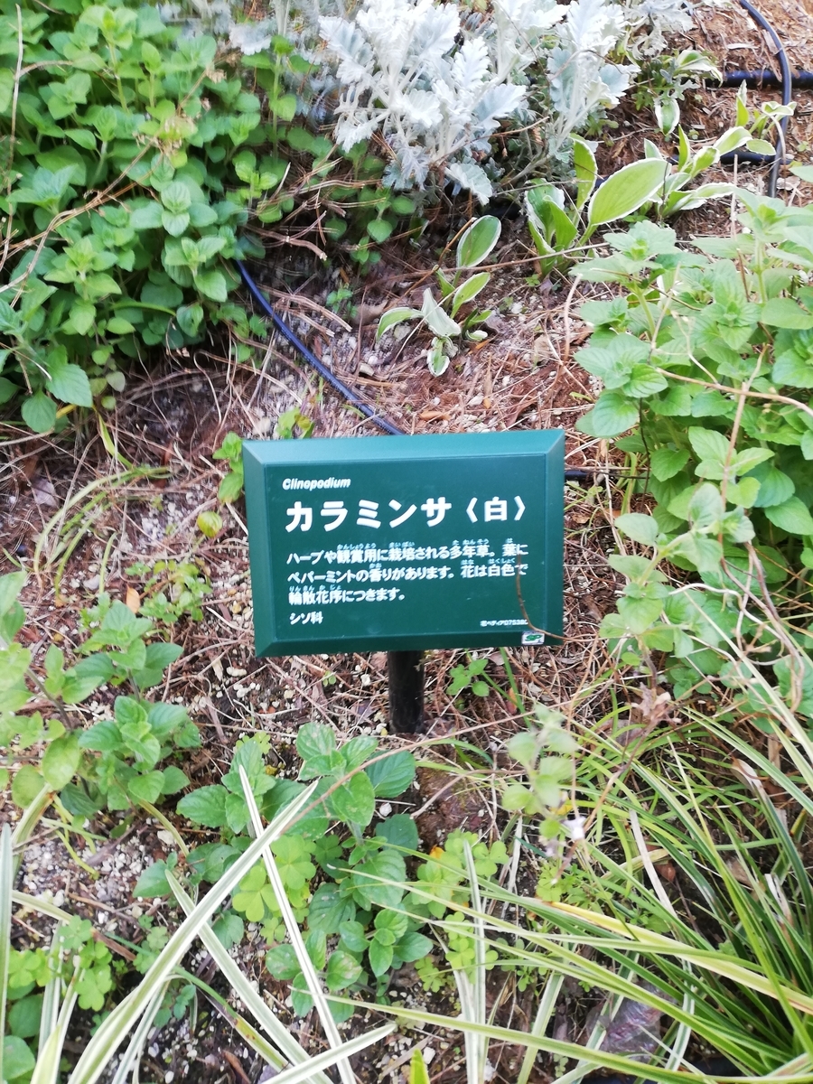 植物園 としての南町田グランベリーパーク 50種以上の植物をご案内 みんなの南町田
