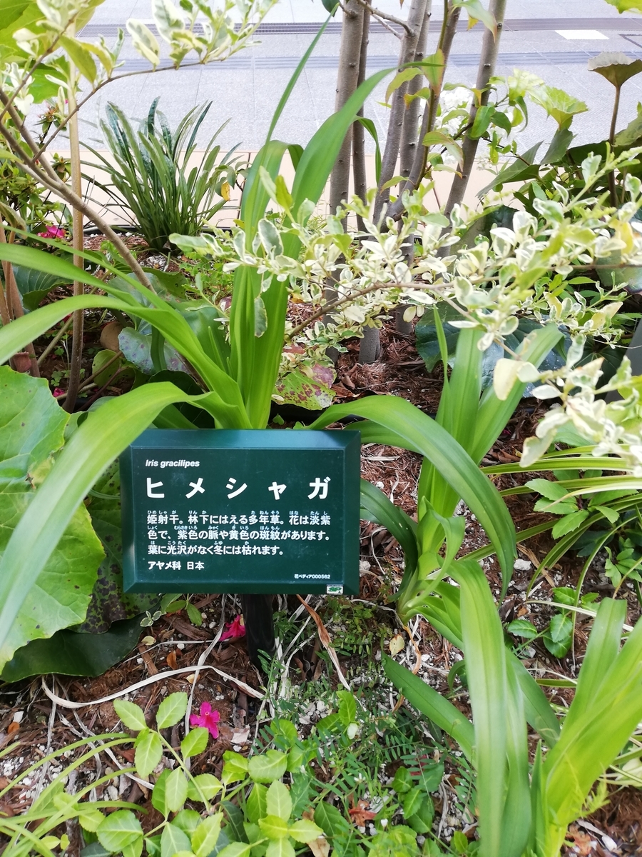 植物園 としての南町田グランベリーパーク 50種以上の植物をご案内 みんなの南町田