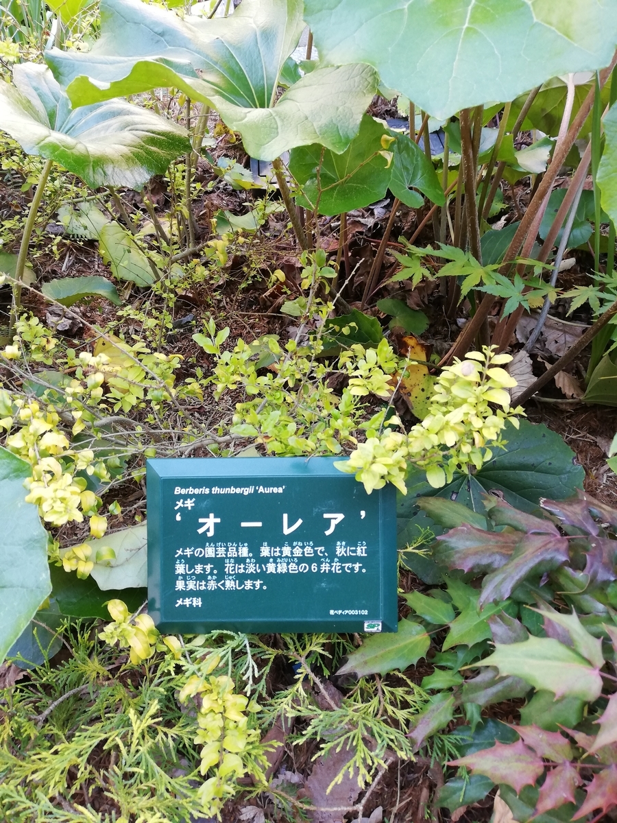 植物園 としての南町田グランベリーパーク 50種以上の植物をご案内 みんなの南町田