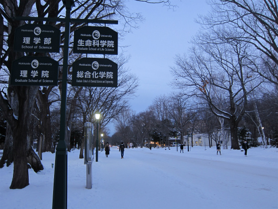 北海道大学のキャンパスの写真