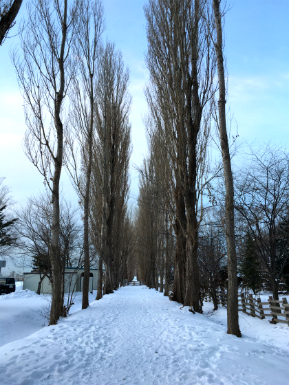 北海道大学のポプラ並木