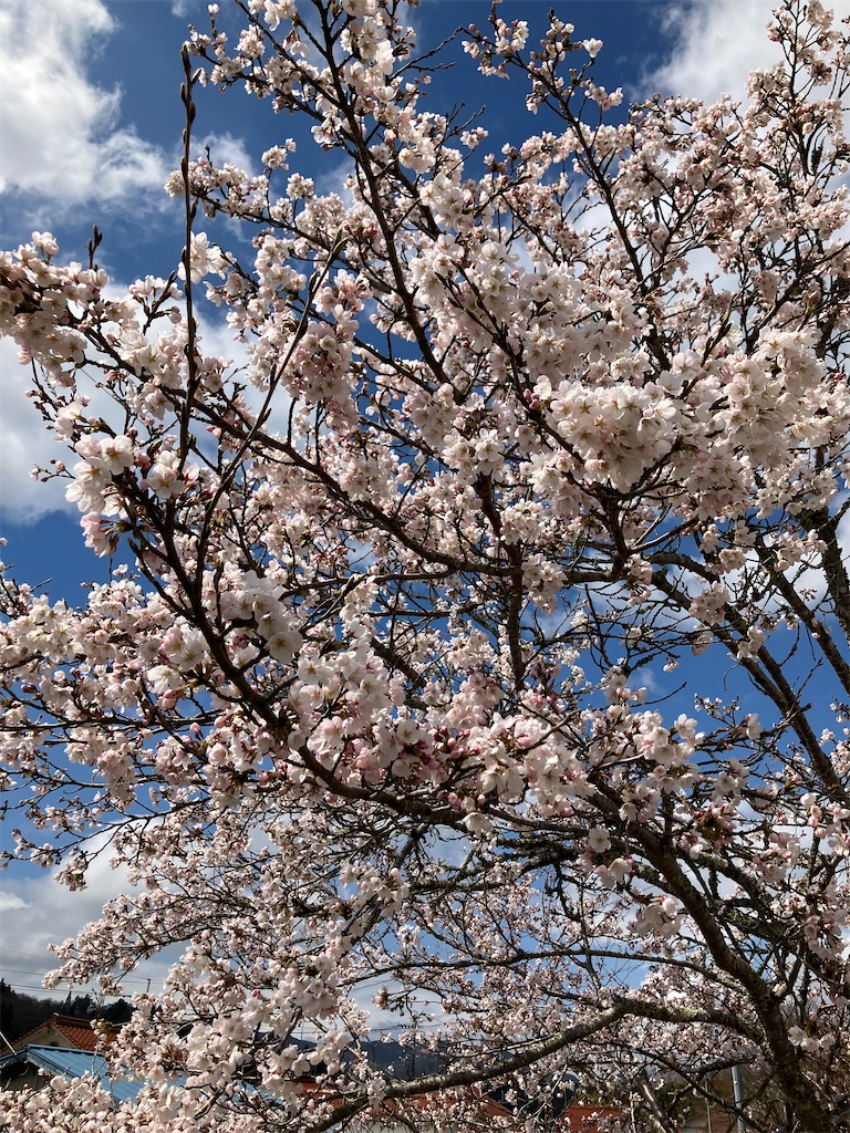 f:id:tatsu5:20260405170452j:image