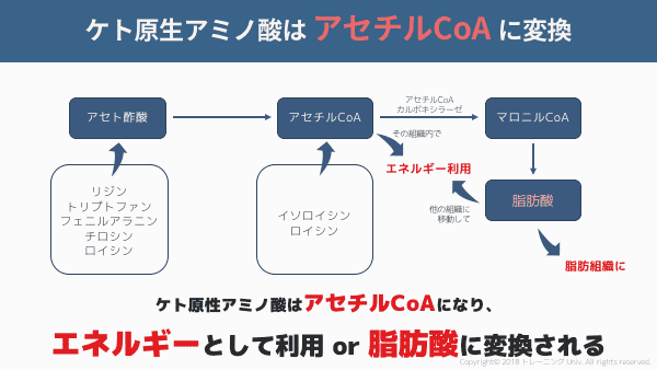 ケト原生アミノ酸はアセチルCoAに変換される