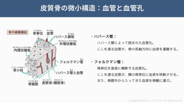 骨組織の血液供給 栄養動脈 骨端動脈 骨幹端動脈 ハバース管 トレーニング Univ