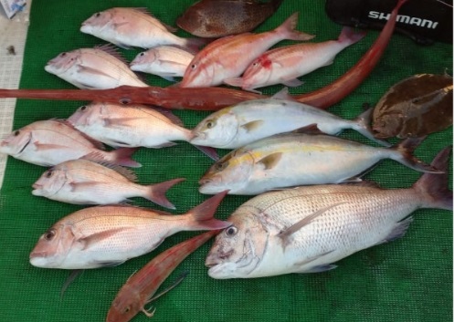 龍紀丸でのタテ釣りの釣果情報