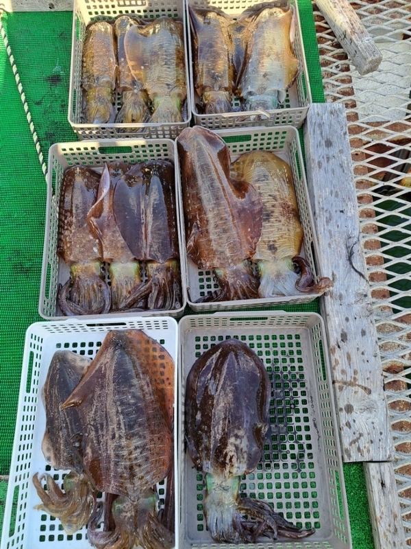 20231201のティップランの釣果_アオリイカ