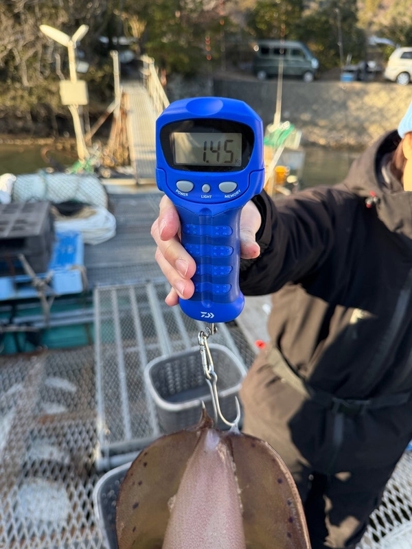 01/07(水)南伊勢の五ケ所湾のティップランの釣果情報_エギング_アオリイカ