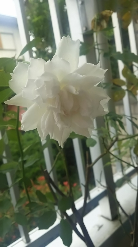 f:id:tatsumidou:20191113001845j:plain