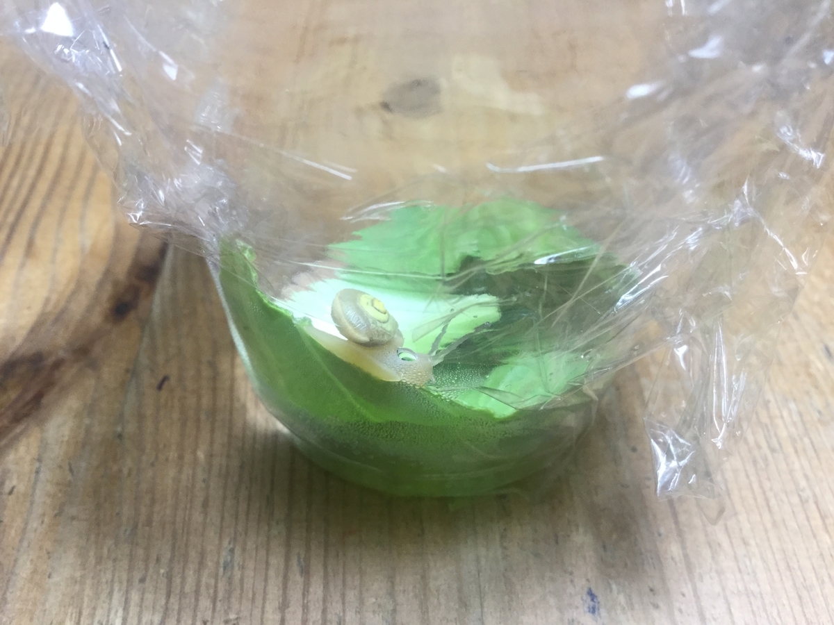 f:id:tatsumix:20190719205225j:plain