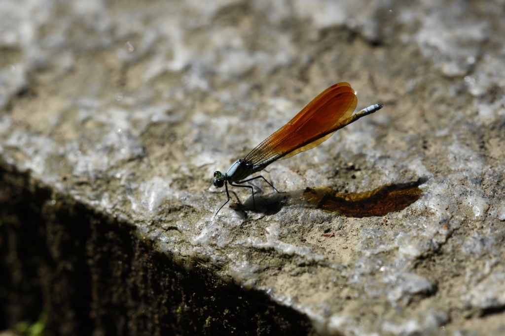 f:id:tatsumo77:20170520103719j:plain