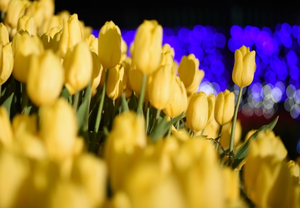 ナナ 写真のFとS ﾆﾀｧ。 ナナニッパ最強伝説 Z9 ＋NIKKOR Z 70-200mm f/2.8 VR S