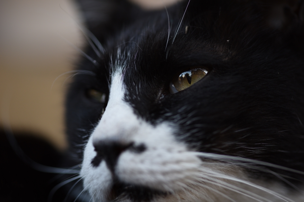 f:id:tatsumo77:20170621054941j:plain