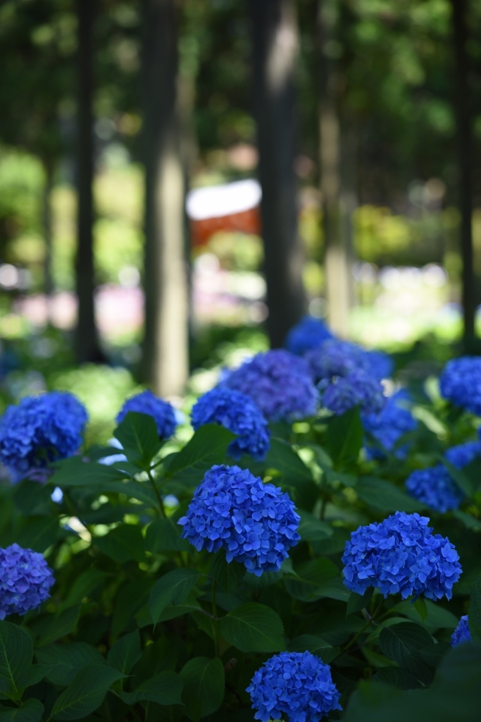 f:id:tatsumo77:20170629211332j:plain