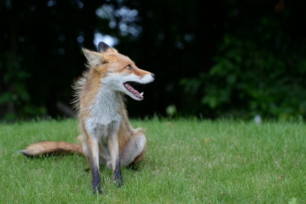 f:id:tatsumo77:20170726183737j:plain