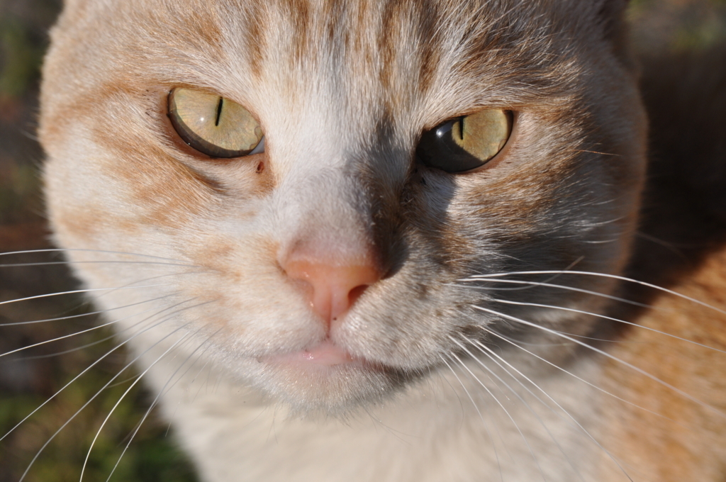 f:id:tatsumo77:20180317091413j:plain