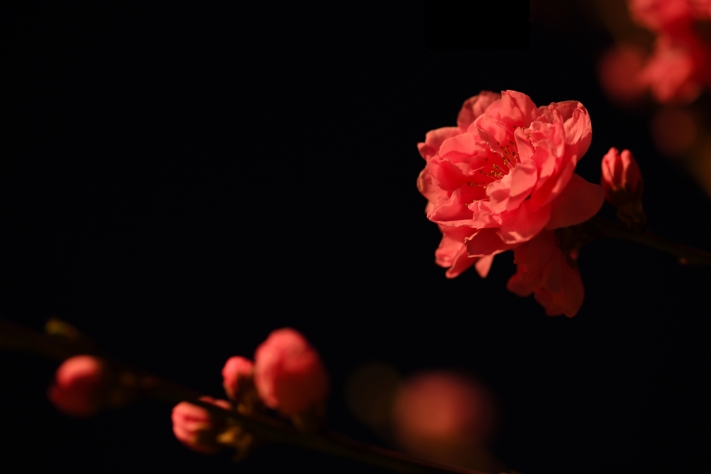 f:id:tatsumo77:20180331133242j:plain