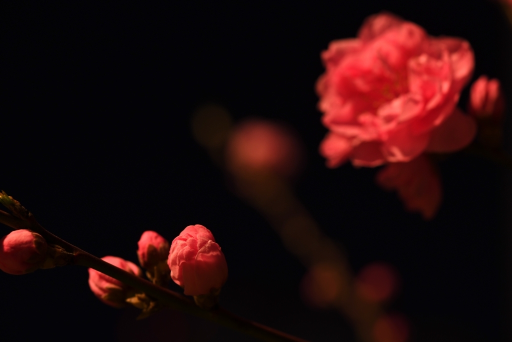f:id:tatsumo77:20180331133547j:plain
