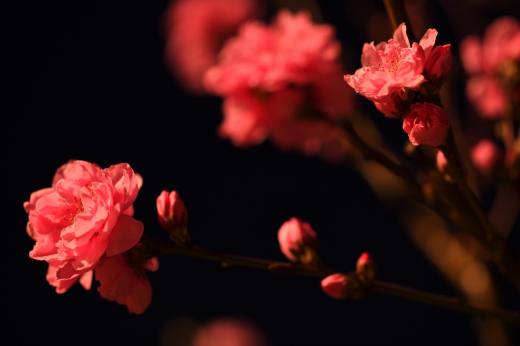 f:id:tatsumo77:20180331174756j:plain