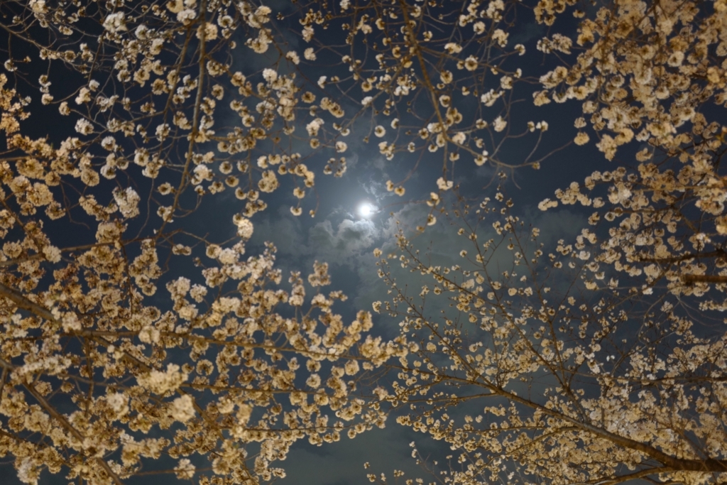 f:id:tatsumo77:20180408173439j:plain