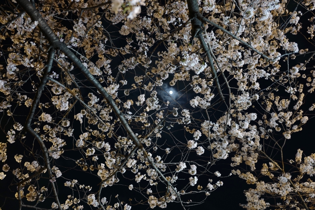 f:id:tatsumo77:20180408173853j:plain