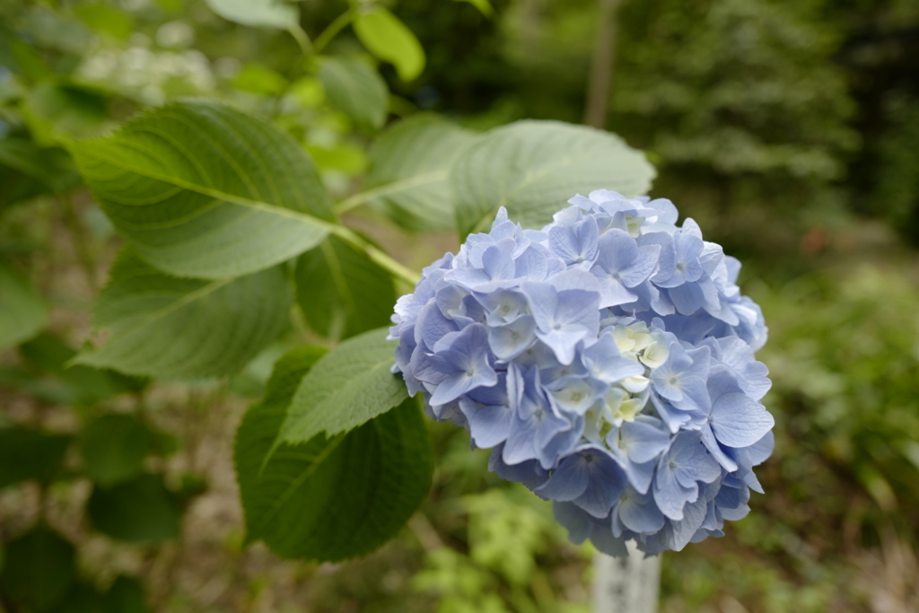 f:id:tatsumo77:20180531215542j:plain