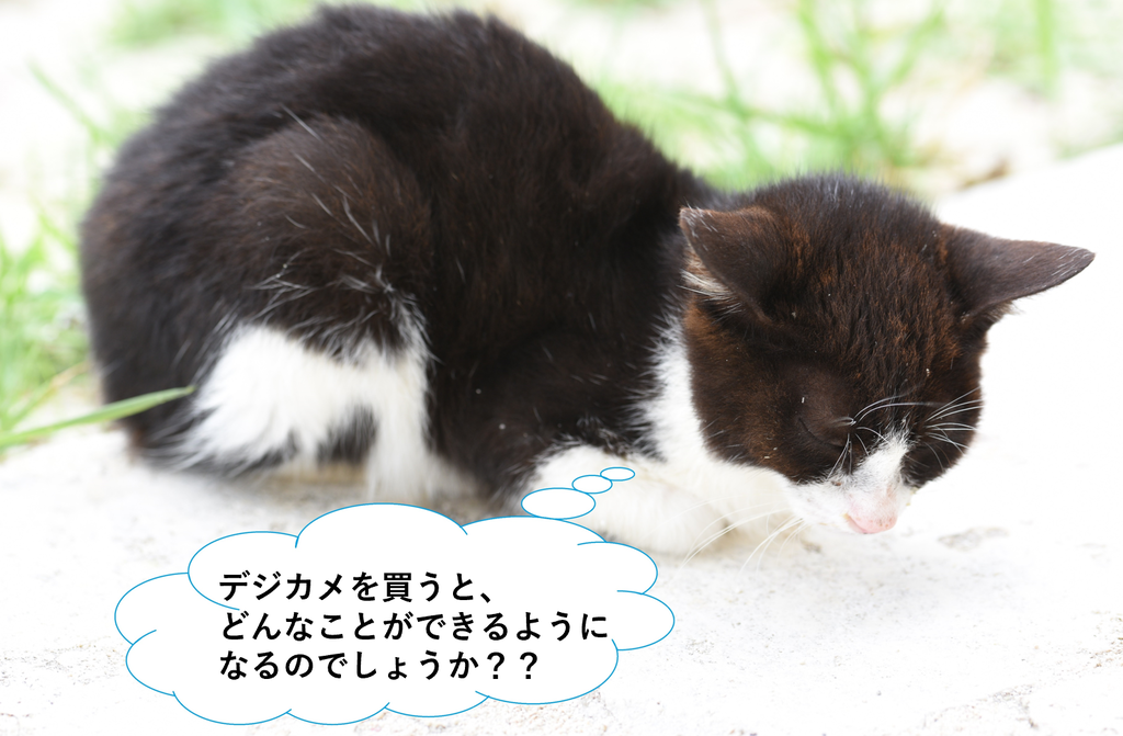 f:id:tatsumo77:20190202140731p:plain