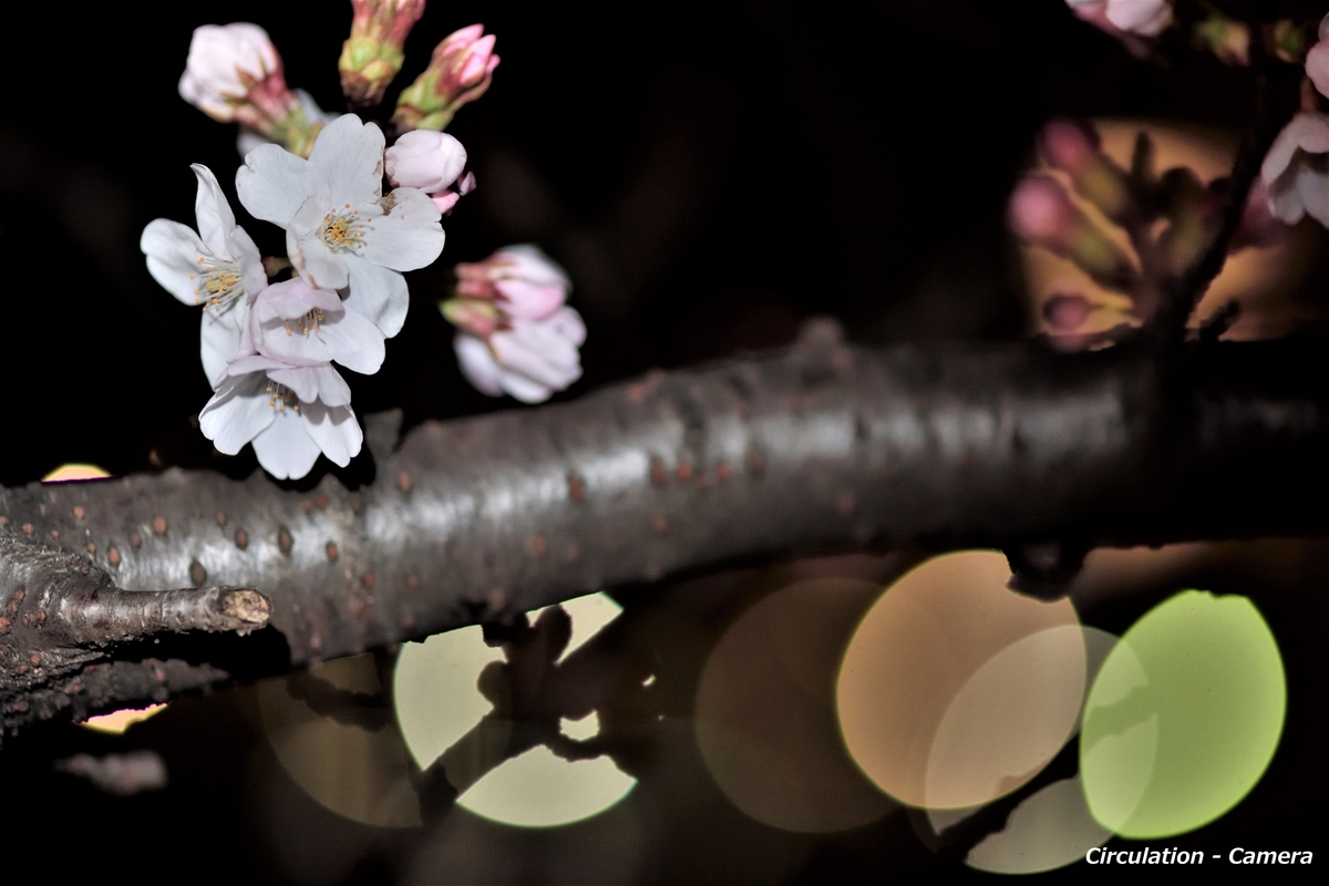 f:id:tatsumo77:20190325112004j:plain