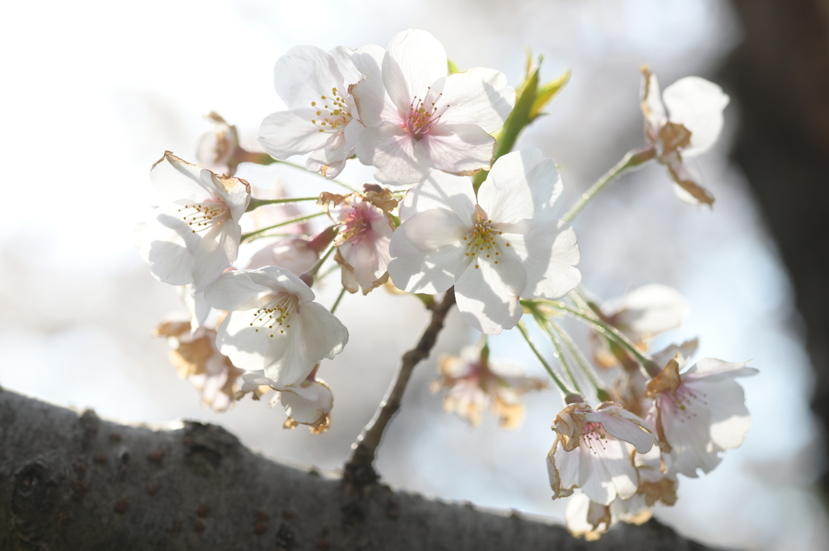 f:id:tatsumo77:20190410070543j:plain