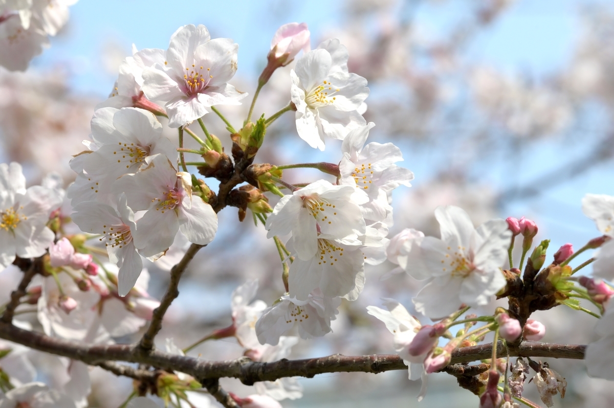 f:id:tatsumo77:20190410070801j:plain