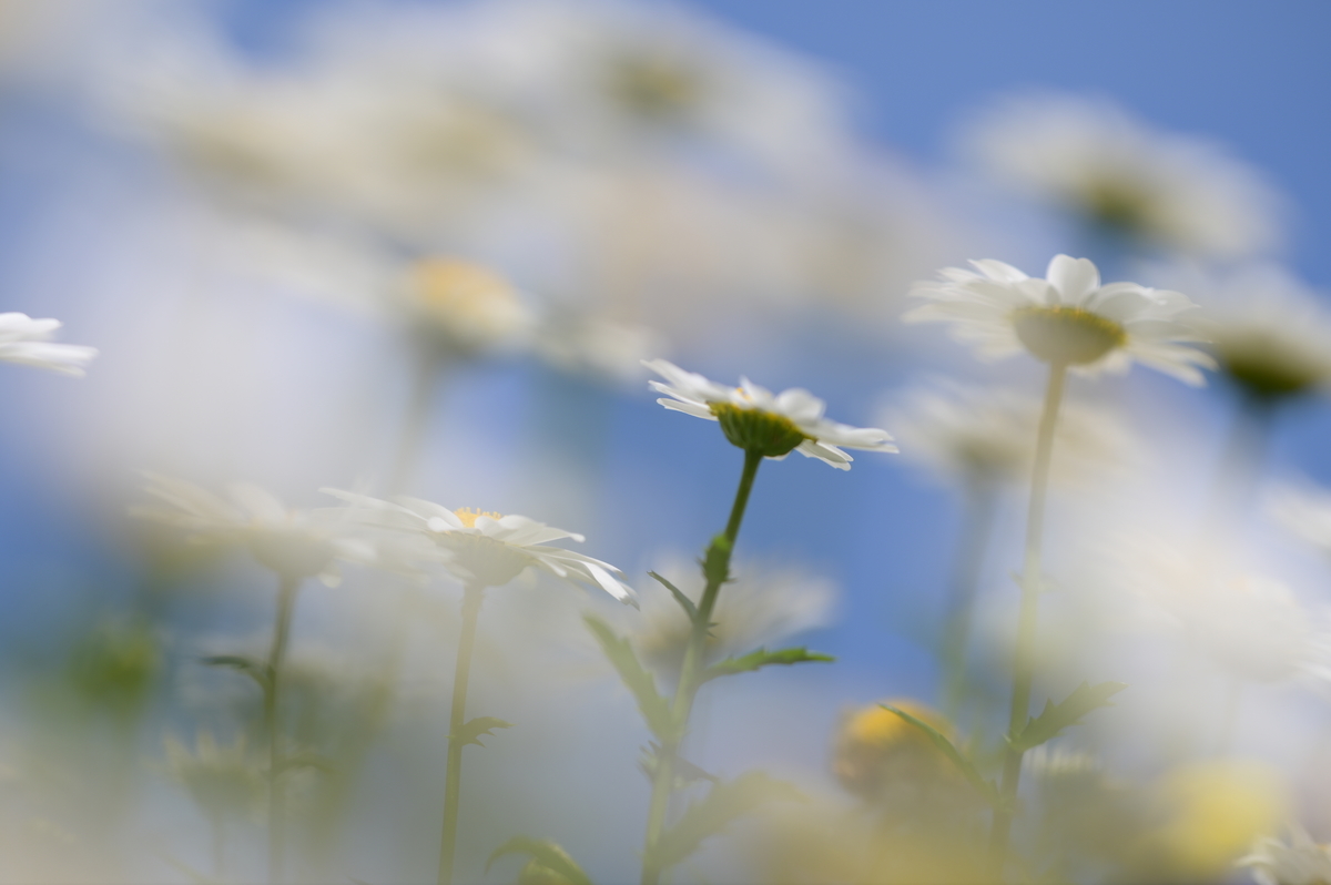 f:id:tatsumo77:20190503132413j:plain