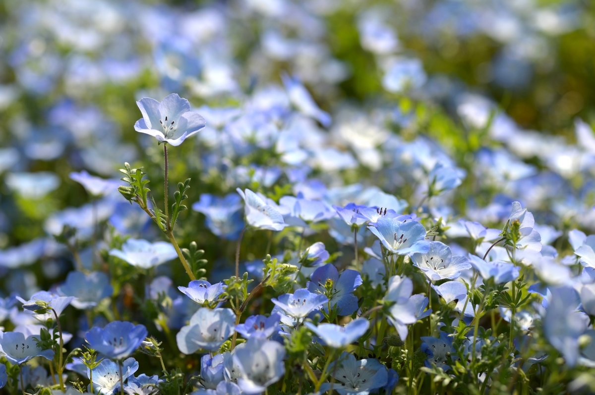 f:id:tatsumo77:20190513221607j:plain