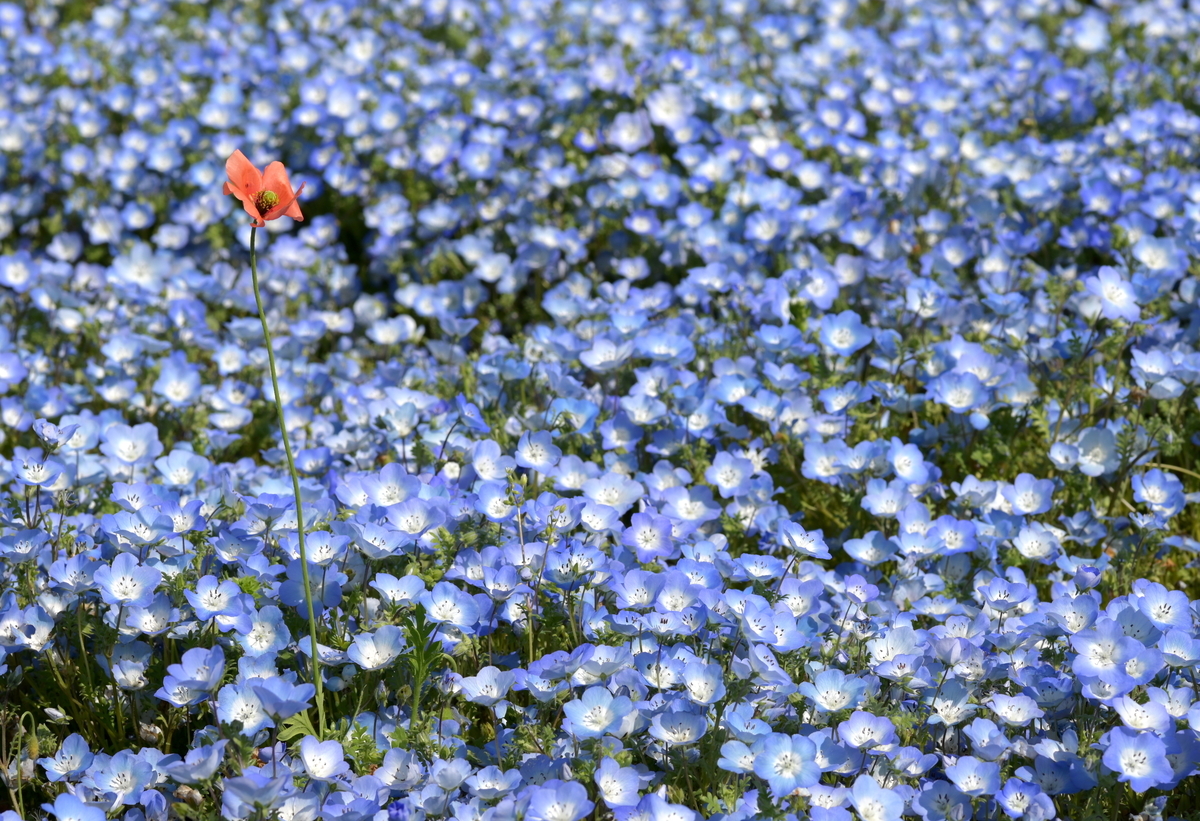 f:id:tatsumo77:20190513221757j:plain