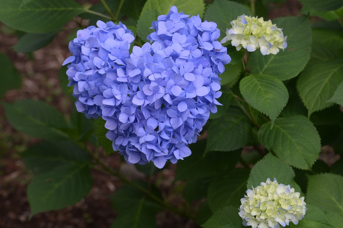 f:id:tatsumo77:20190609141756j:plain