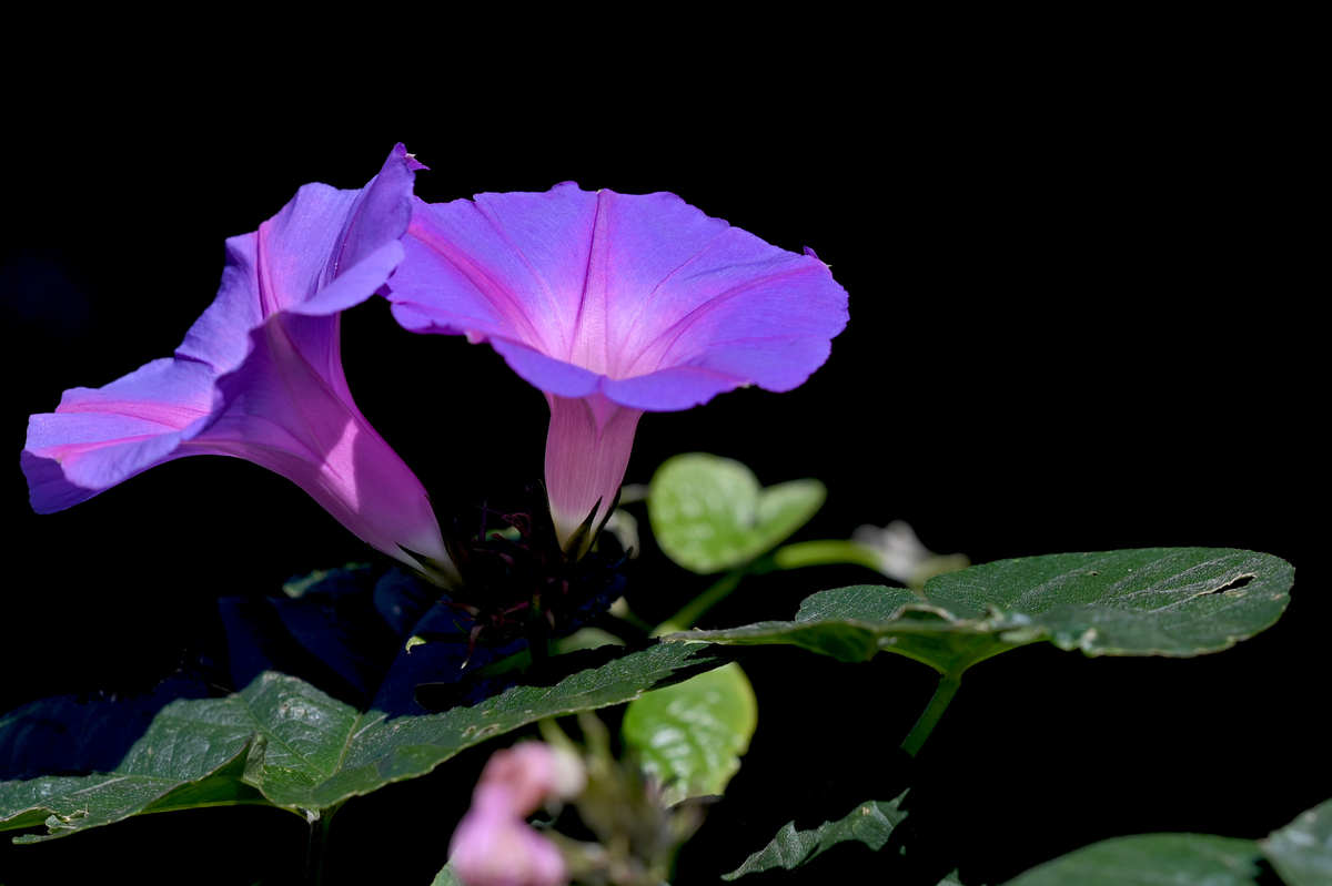 f:id:tatsumo77:20191111070649j:plain